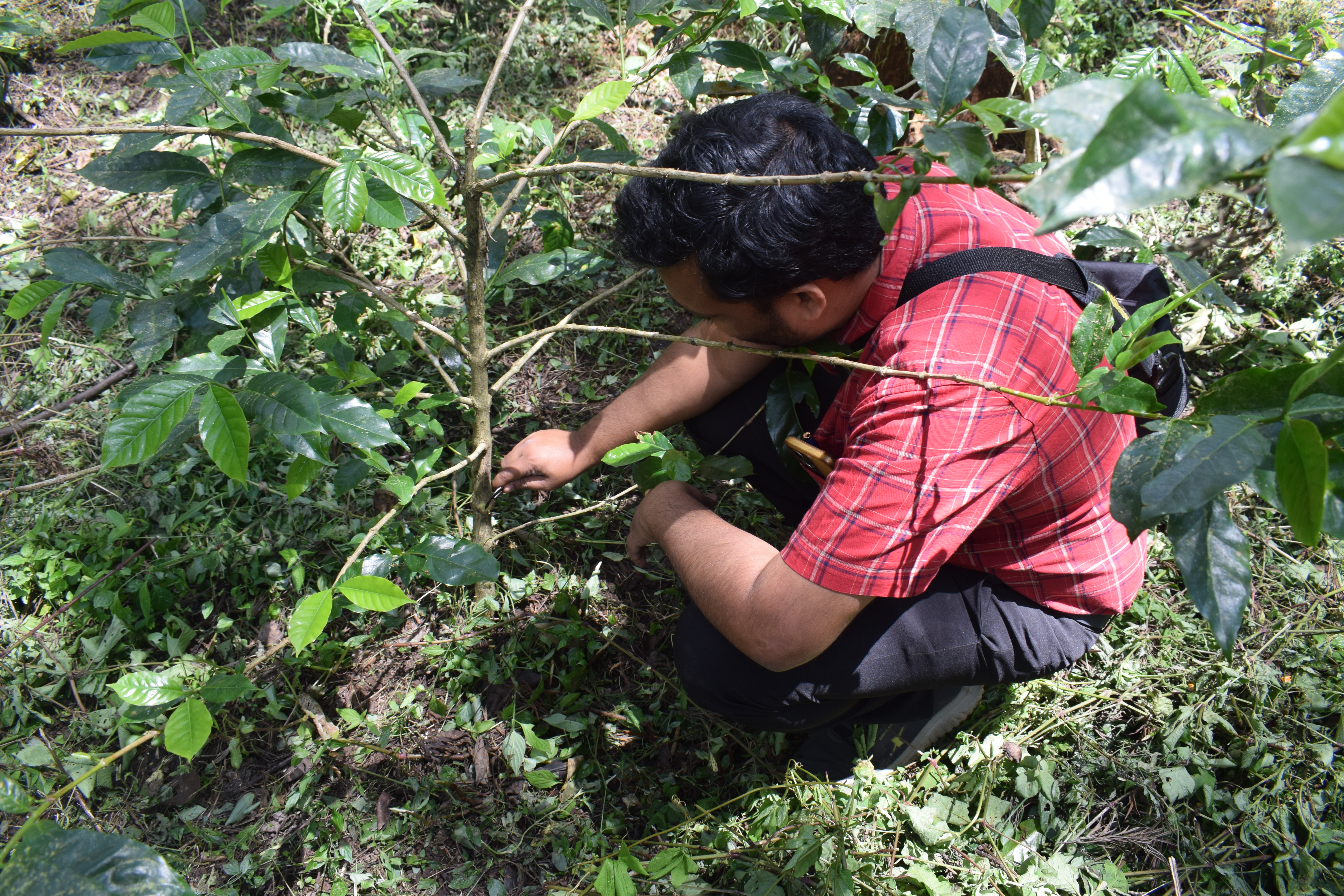 Field observation
